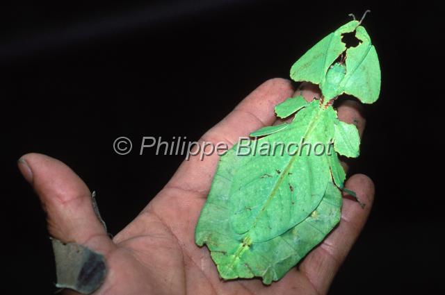 malaisie 25.JPG - Phyllium giganteumPhyllie géante, phasme feuilleGiant Leaf InsectPhasmatodeaPenang, Malaisie
